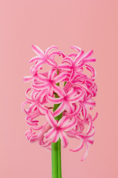 粉红色的风信子花在粉红色的背景特写图片下载