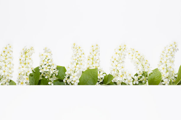 新鲜的春天白色的鸟樱桃，绿色的叶子在阳光下作为边界与白色条纹为文字在软白色的颜色，复制空间，顶视图。浪漫花卉背景设计，文字，卡片，广告。图片下载