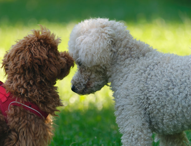 在一个阳光明媚的日子里，可爱的红色玩具贵宾犬和白色贵宾犬在一起玩耍的特写照片图片下载