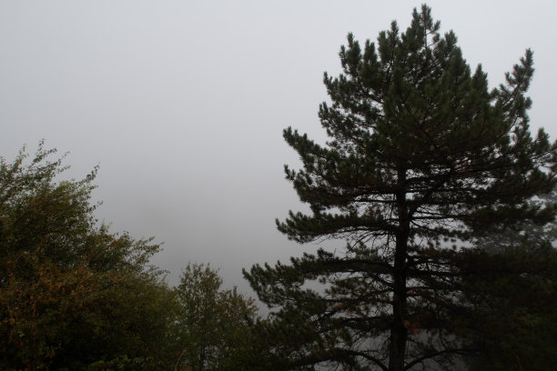 森林上空的雾景。树林里有个神秘的雾蒙蒙的地方。在雾中被遗弃的地方。大气库存图片。图片下载