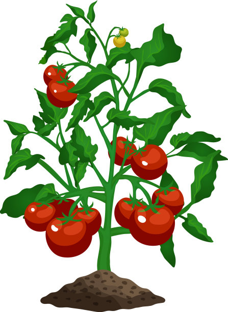 平的西红柿图片下载