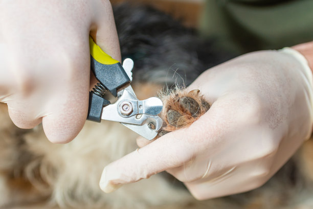 在兽医诊所给一只小老狗修剪指甲。图片下载