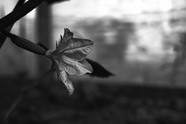 正在发芽的黄瓜的黑白照片。末端有花的小黄瓜图片下载