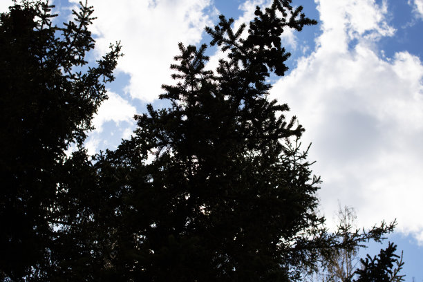 明亮的阳光和树枝的阴影图片下载