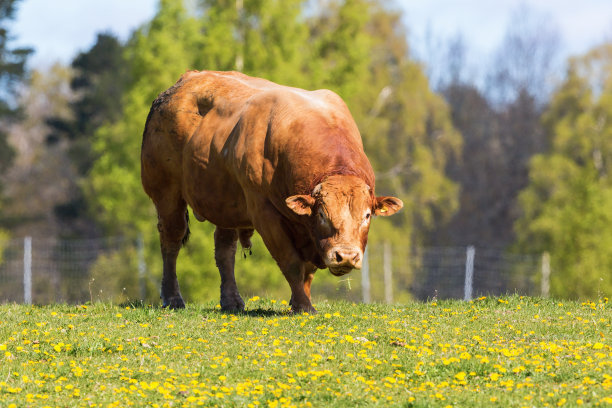 草地上的大公牛图片下载