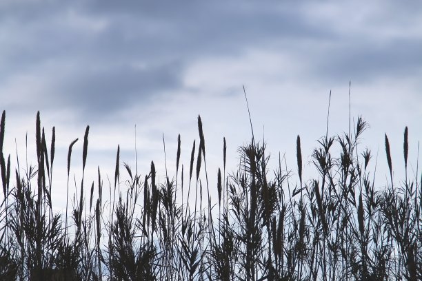 芦苇的耳朵在多云的天空的剪影。图片下载