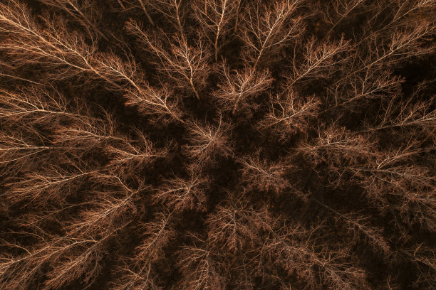 深秋落叶林的航拍照片，光秃秃的杨树树梢图片下载