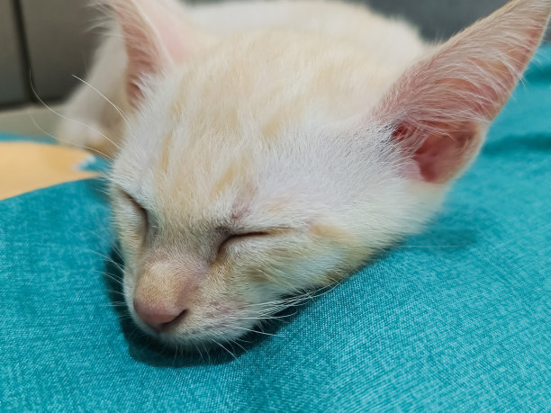 特写，脸小猫咪睡觉休息图片下载