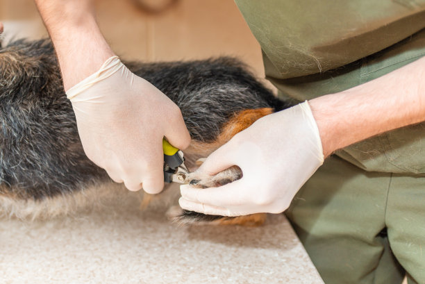 在兽医诊所给一只小老狗修剪指甲。图片下载