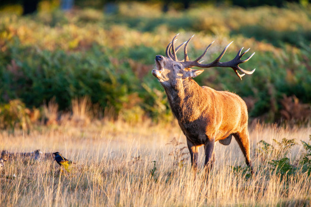 在英国伦敦的森林里，马鹿在咆哮和战斗图片下载