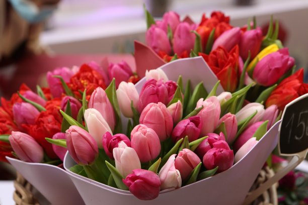 粉色郁金香花束：三八国际妇女节礼物，春季节日装饰图片下载