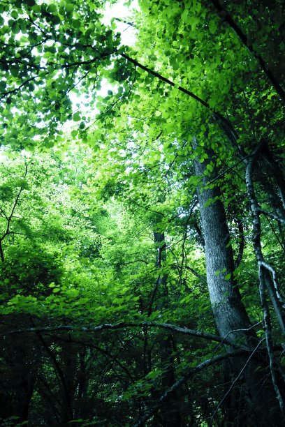 树在森林图片下载