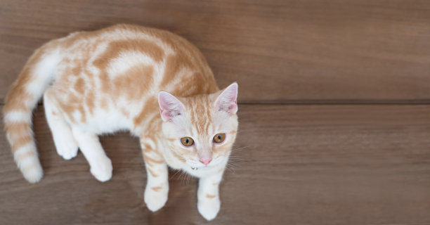 可爱的小猫红色虎斑美国短毛猫坐在家里的地板上舒适休息，纹理和复制空间概念照片图片下载