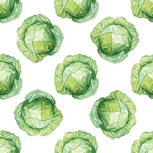 水彩绿色卷心菜无缝图案在白色背景。图片下载