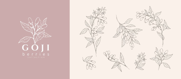 枸杞花花枝和标志集图片下载