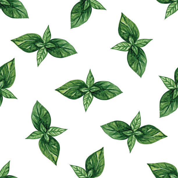 水彩罗勒叶无缝图案在白色背景图片下载