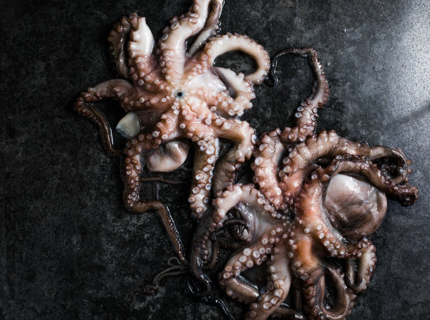 章鱼。创意的健康食品概念，配以美味的章鱼海鲜照片。图片下载