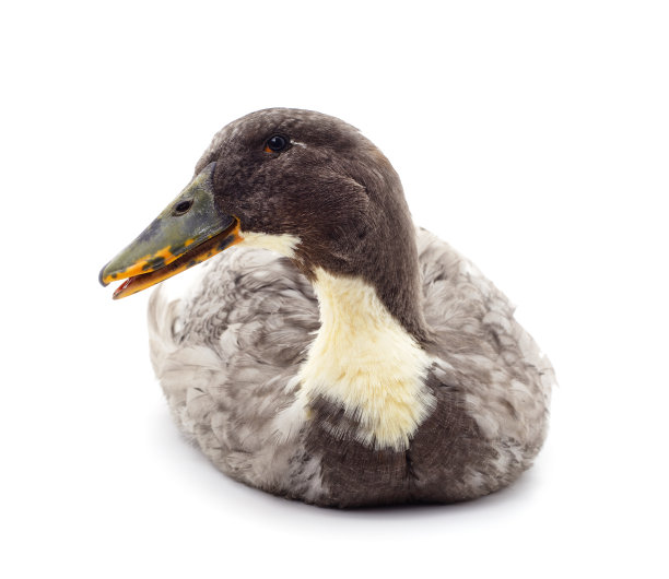 漂亮的灰色的雌鹅。图片下载