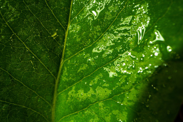 绿叶的近景特写图片下载