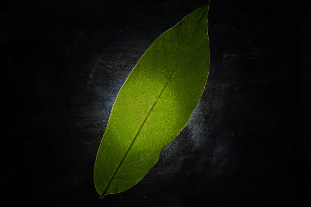 一片明亮的绿叶映衬着黑色的背景。新鲜核桃树叶子。植物叶子的质地。特写镜头。有选择性的重点。低调。图片下载