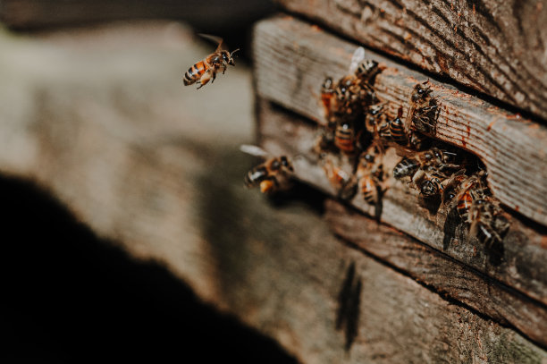 蜜蜂，意大利蜜蜂，林地养蜂场图片下载
