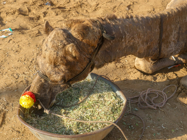 装饰骆驼脸特写照片在印度的沙漠乡村图片下载