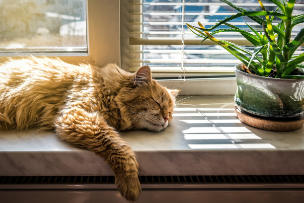 红猫睡在窗台上图片下载
