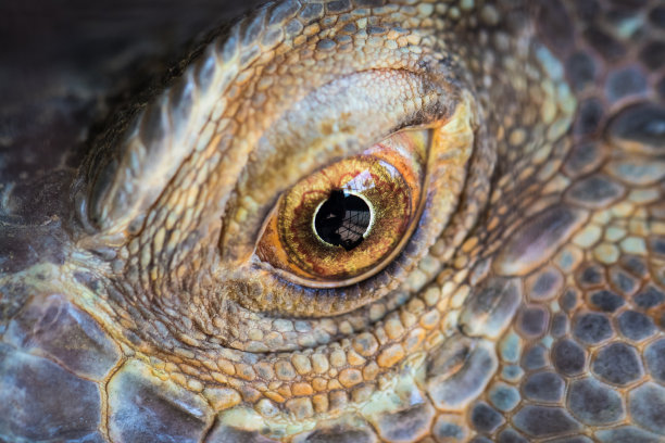 蜥蜴看。图片下载