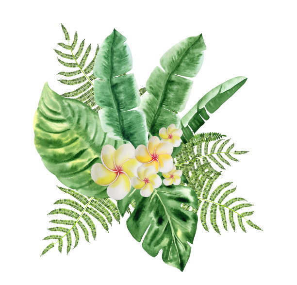 鸡蛋花和棕榈叶组成手绘水彩。热带印花和标志。夏威夷树叶排列明信片的符号。假期和假期邀请图片下载