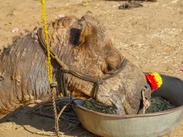 装饰骆驼脸特写照片在印度的沙漠乡村图片下载