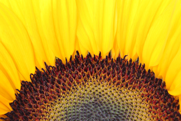 盛开的观赏向日葵图片下载