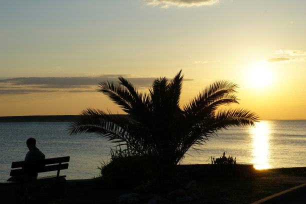 美丽的夏日夕阳下的海边，棕榈树的剪影在照片的中间图片下载