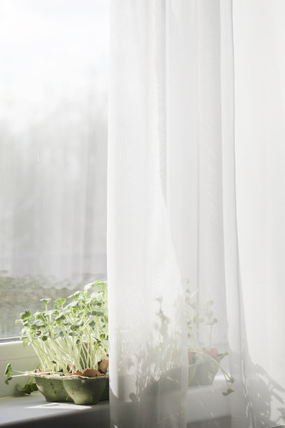 花园在窗台上。健康生活方式，家庭园艺理念。微绿色植物生长在蛋壳中。“零浪费”。城市地区的农业生活。有选择性的重点图片下载