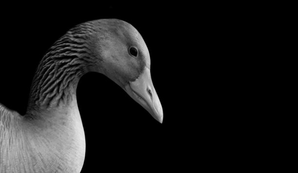 快乐的黑白鹅脸特写图片下载