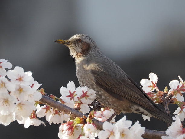 樱花和布耳图片下载
