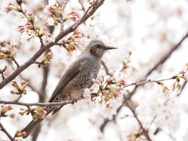 樱花和布耳图片下载