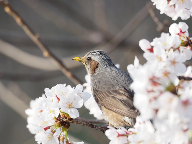 樱花和布耳图片下载