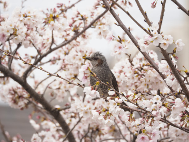 樱花和布耳图片下载