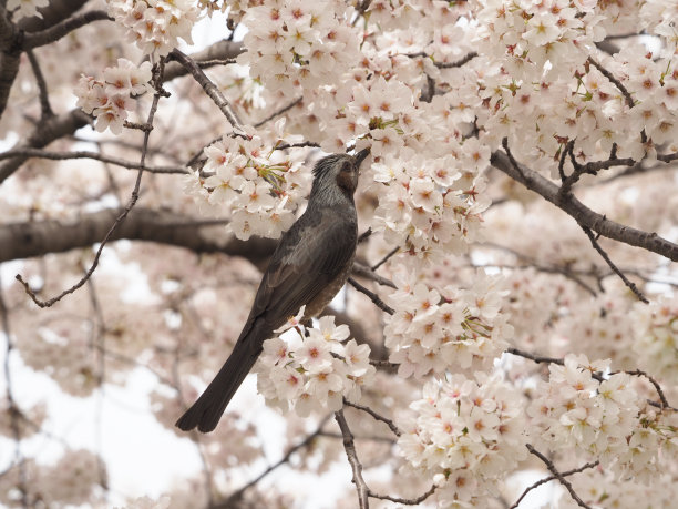 樱花和布耳图片下载