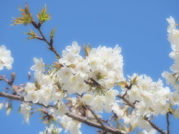 樱花图片下载