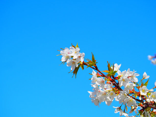 樱花图片下载