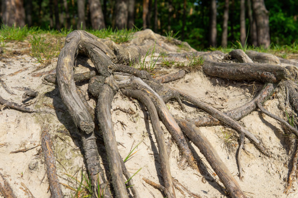 老树根长出地面图片下载