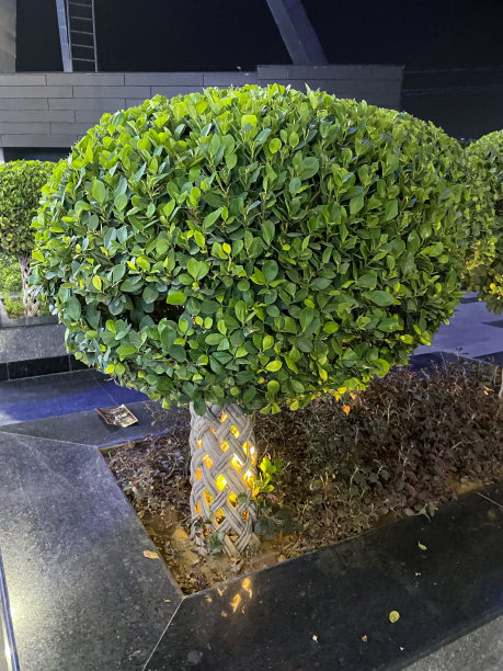 近距离图像照明修剪无花果树(榕树)与plated树干在公共花园上升花坛在晚上，夜间泛光灯瓷砖地板天井区域，重点在前景图片下载