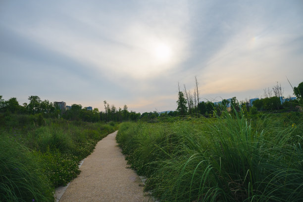 黄昏的草和树图片下载