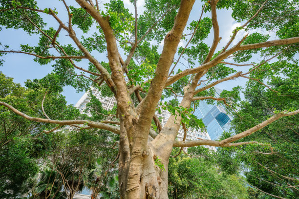 树和草在阳光下图片下载