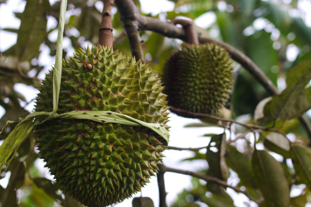 榴莲园的树上挂满了榴莲图片下载