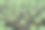 温室内有各种各样的绿色植物。在春天种植作物的概念。图片下载