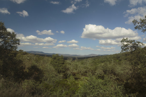 沐浴在阳光下的西班牙林地景观图片下载