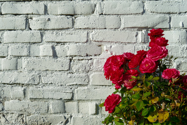 红玫瑰在白墙上图片下载