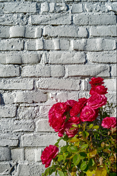 红玫瑰在白墙上图片下载